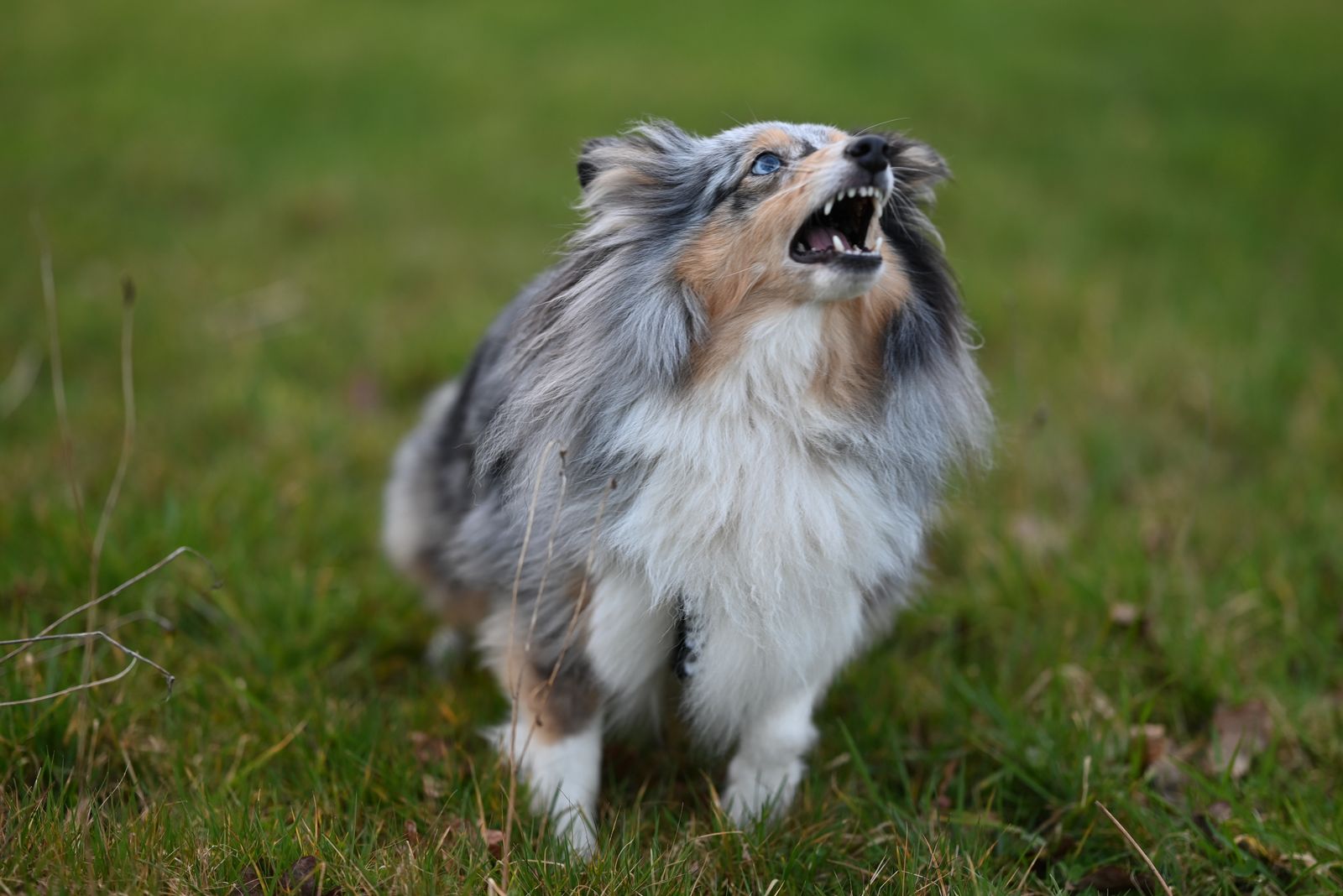 5 vídeos de cachorros dramáticos que “falam” (e o que eles querem dizer)