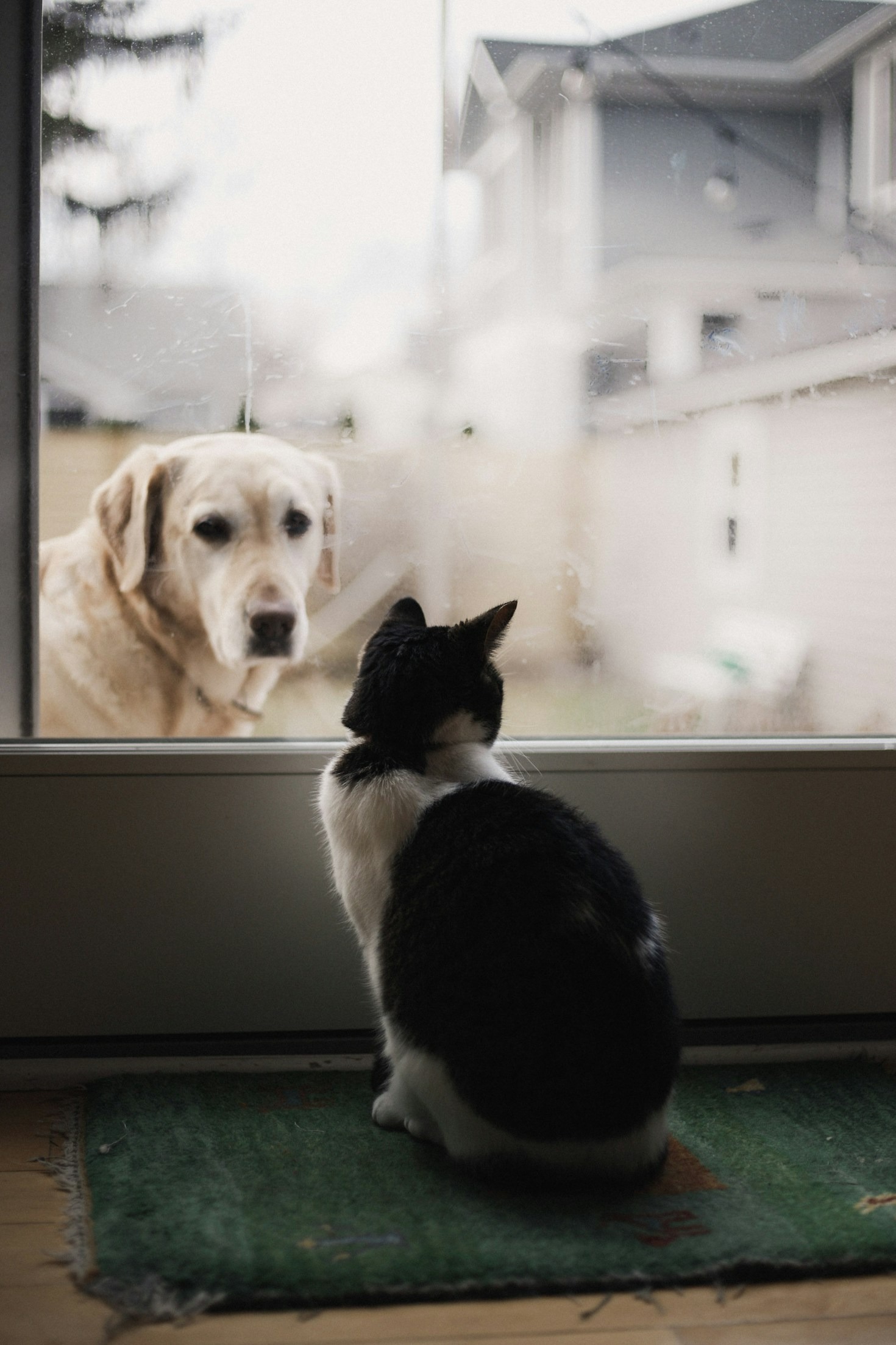 Como identificar os primeiros sinais de estresse em felinos