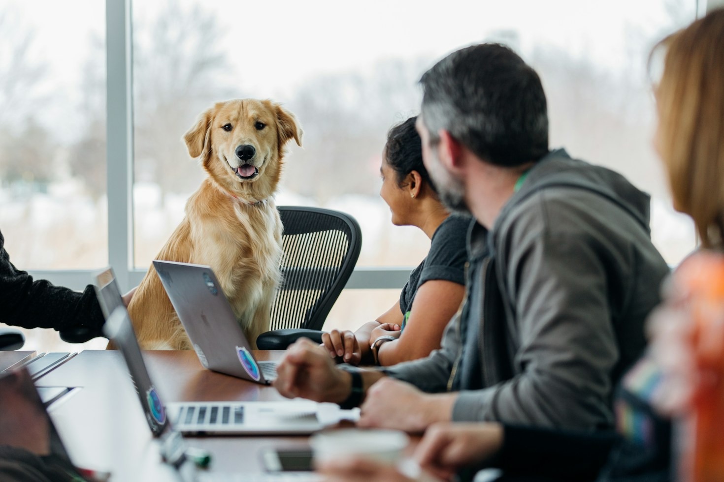 Dicas práticas para viajar de forma segura com animais