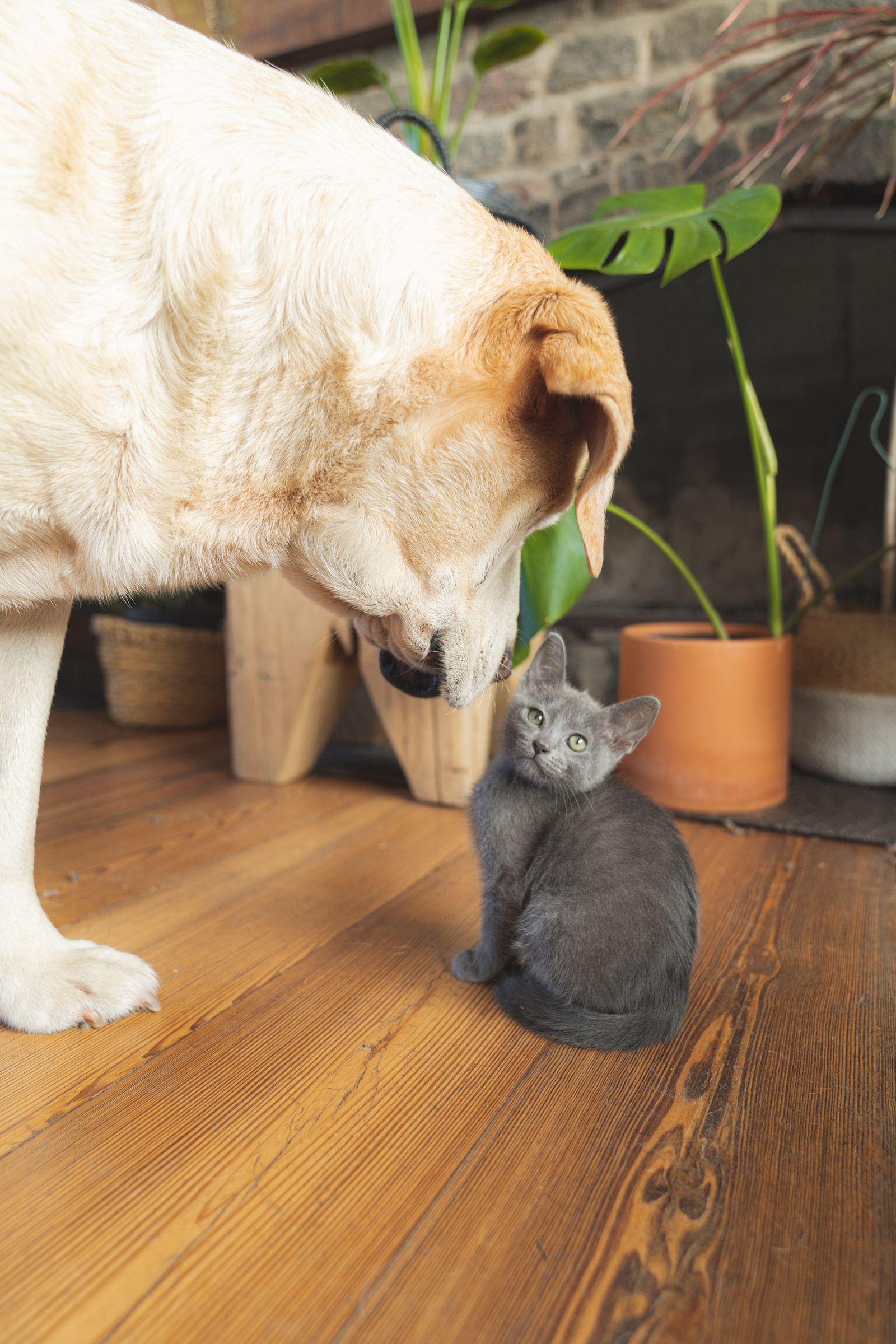 4 vídeos engraçados de pets e o que eles revelam sobre o comportamento de cães e gatos